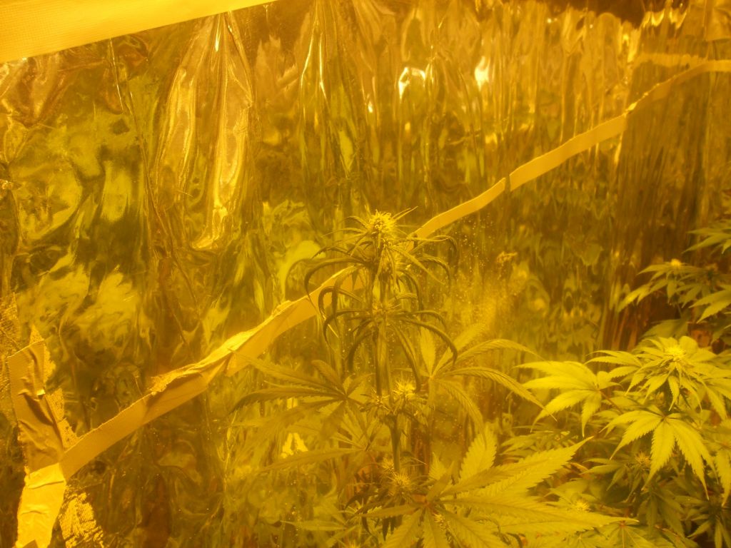 res's 1st grow