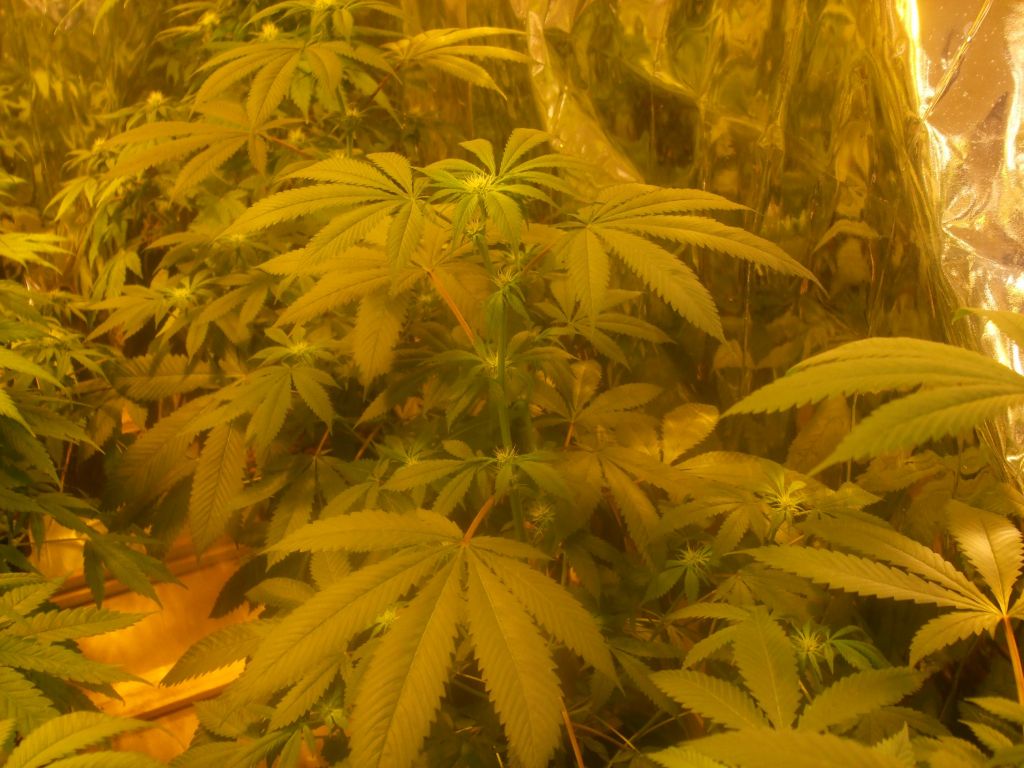 res's 1st grow