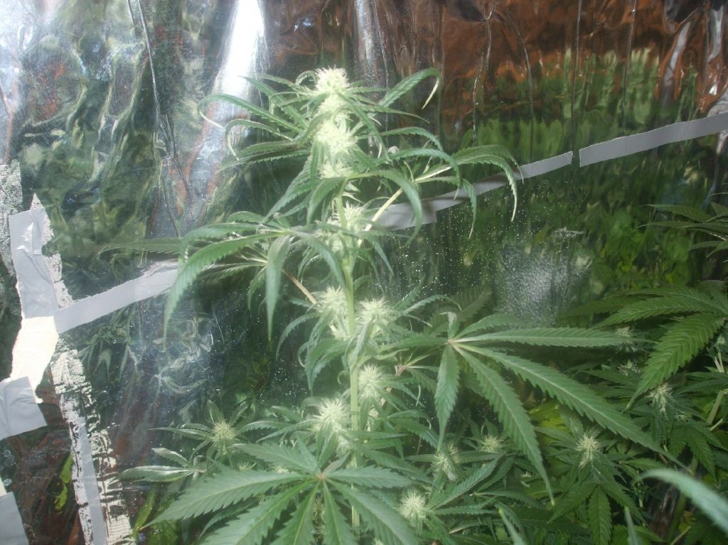 res's 1st grow