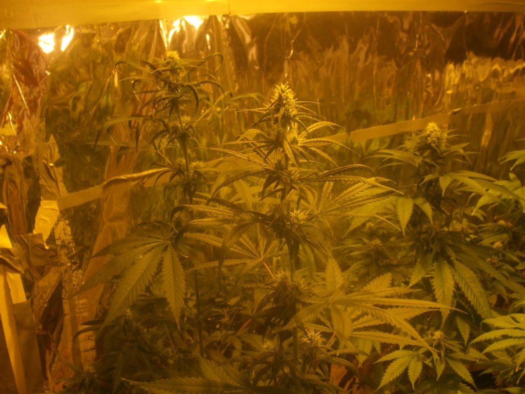 res's 1st grow