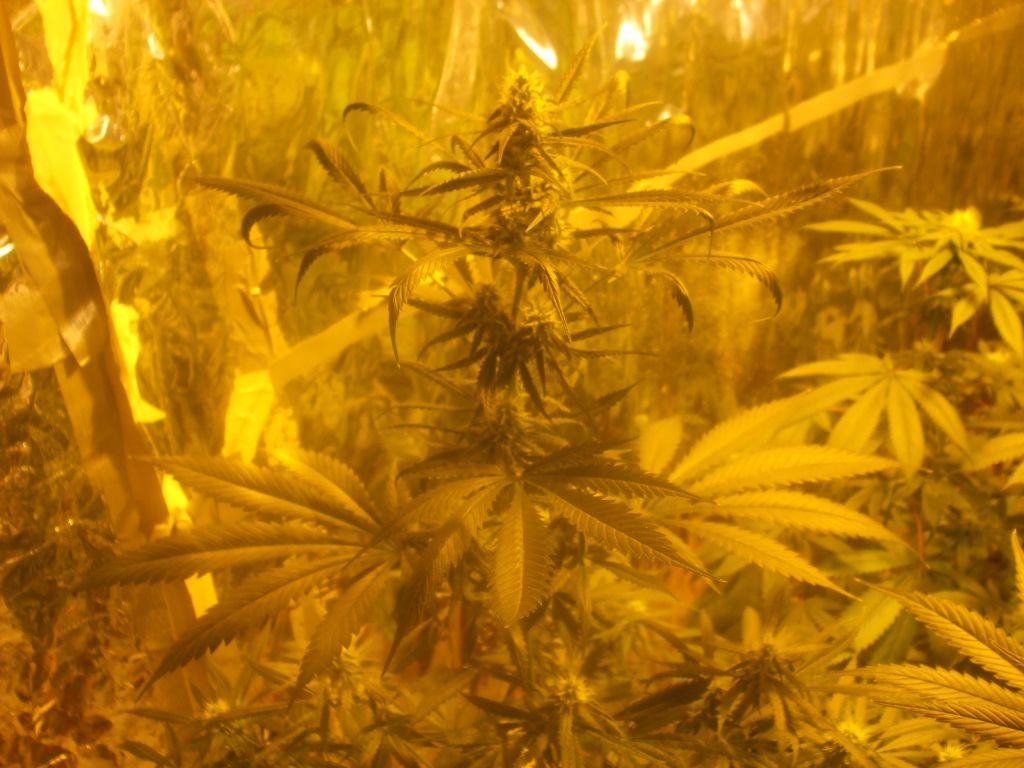 res's 1st grow