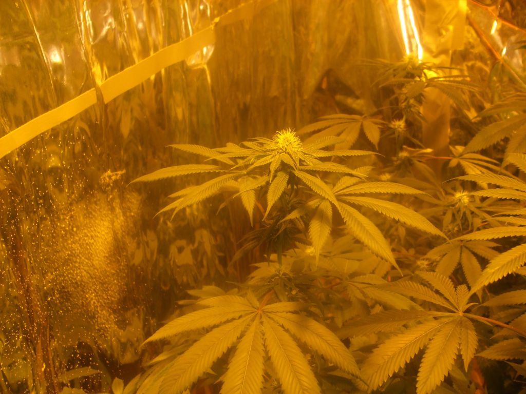 res's 1st grow