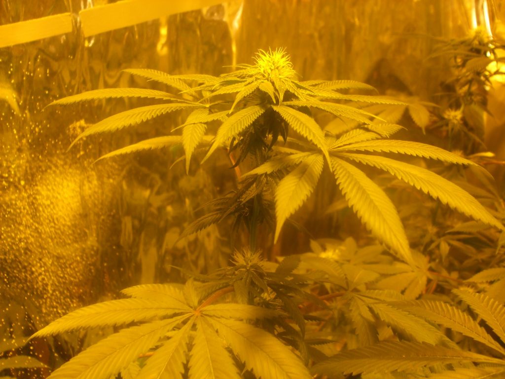 res's 1st grow