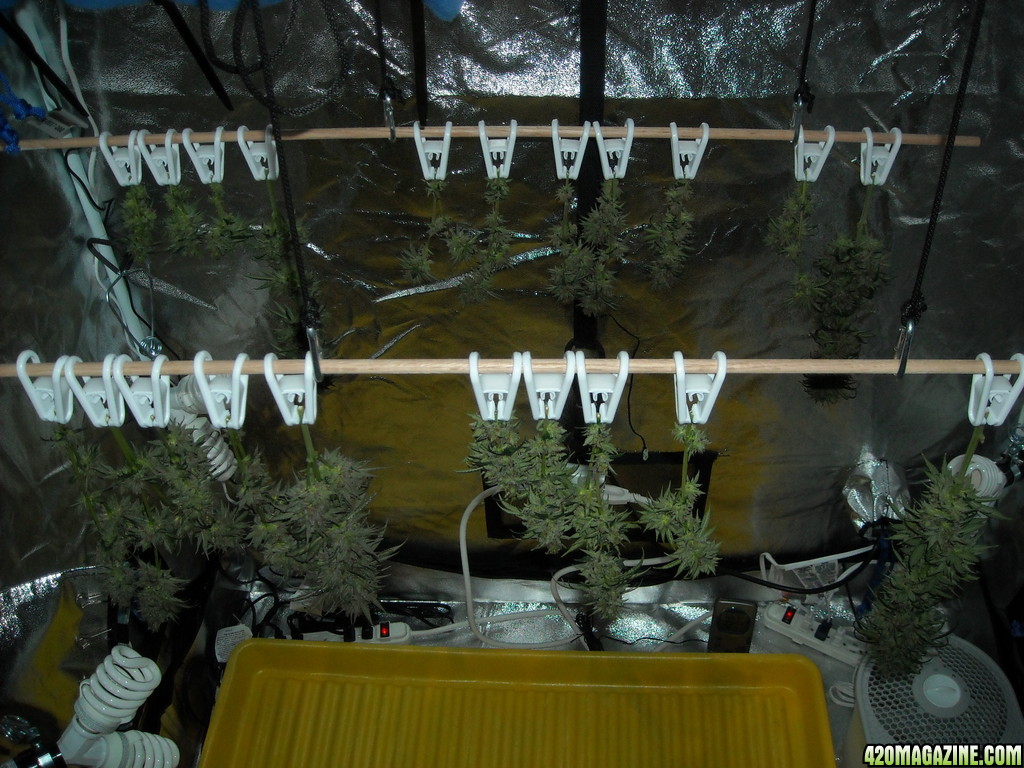 Results of harvest hanging dry