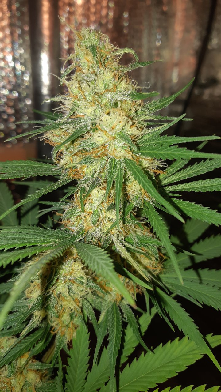 Reveged Blue Berry at 51 days