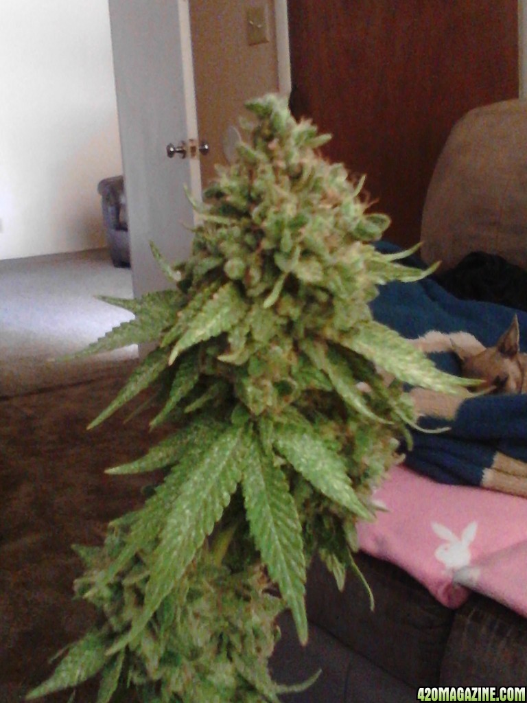 Rhino Kush Harvest Time!