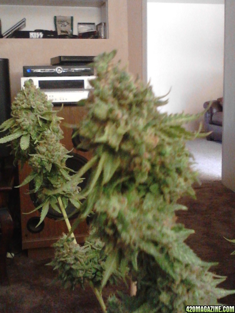 Rhino Kush Harvest Time!