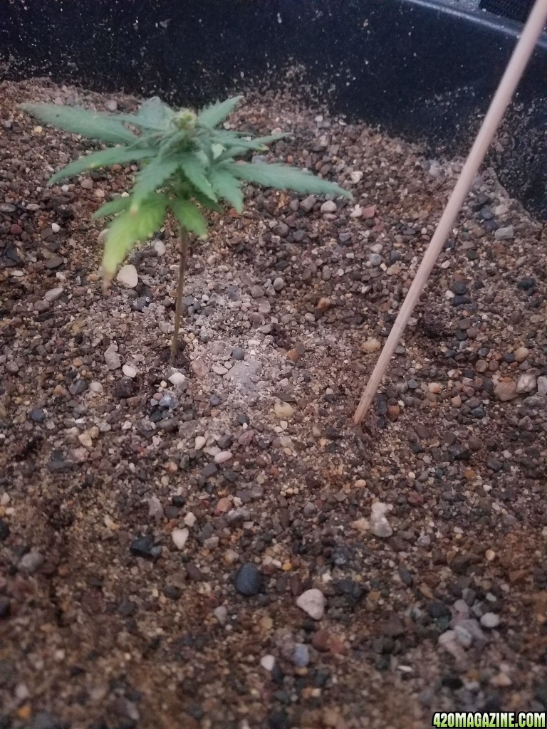 Rhino Rider at 41 days from sprouting.