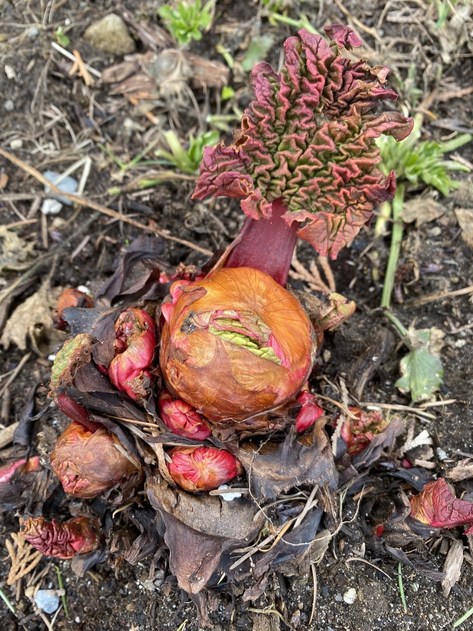 Rhubarb