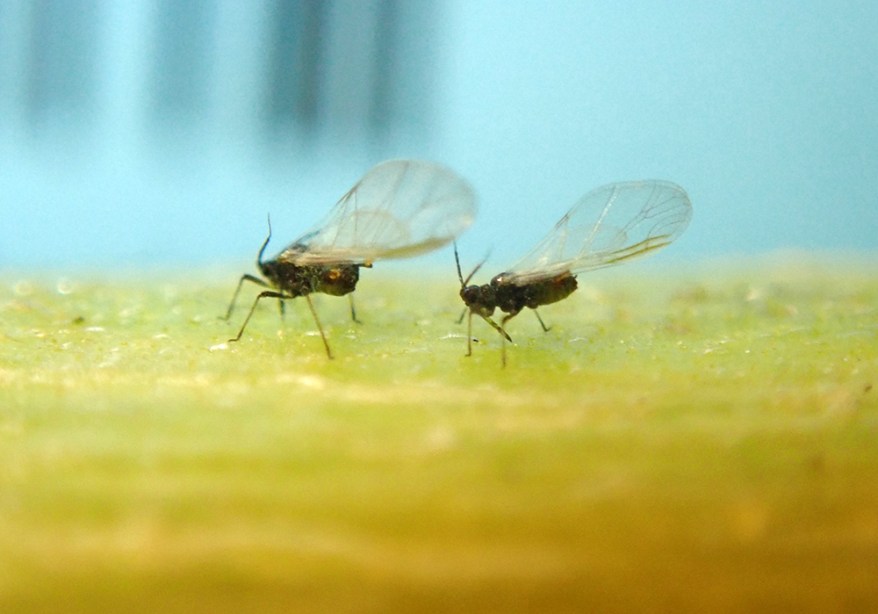 rice-root-aphid-alates-cannabis-stem.jpg