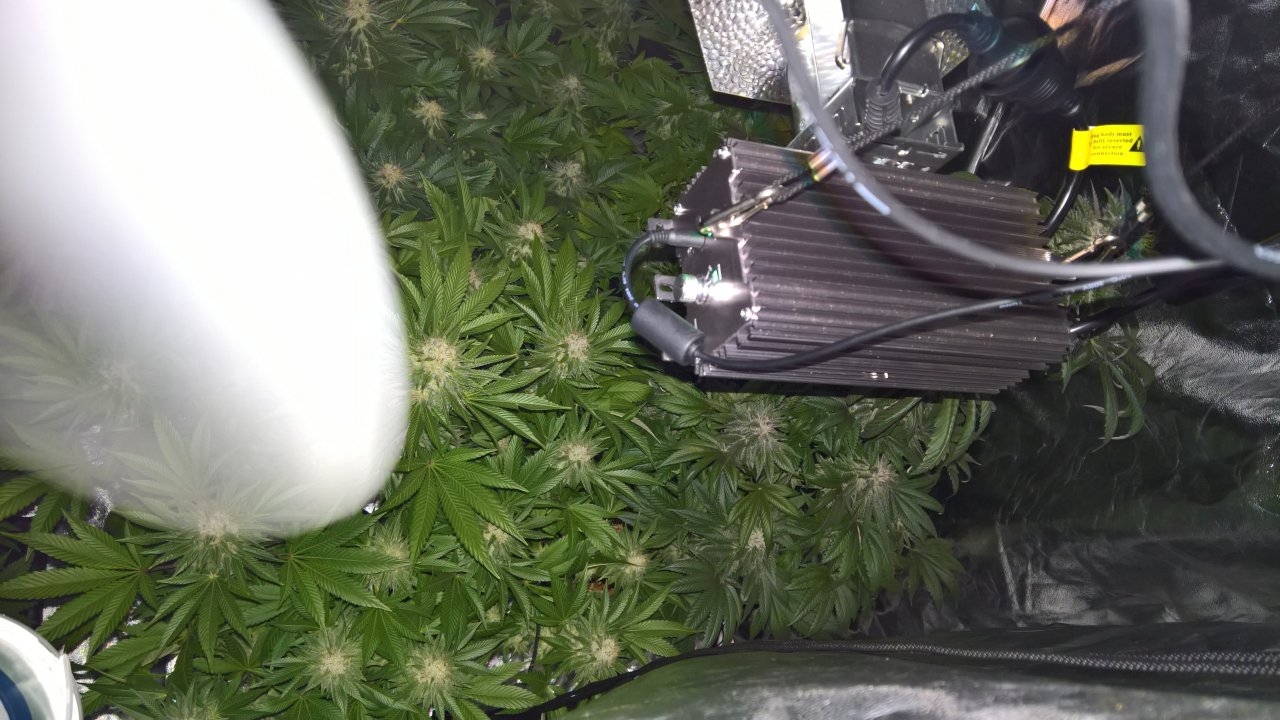 Right of tent, lights out Wk8