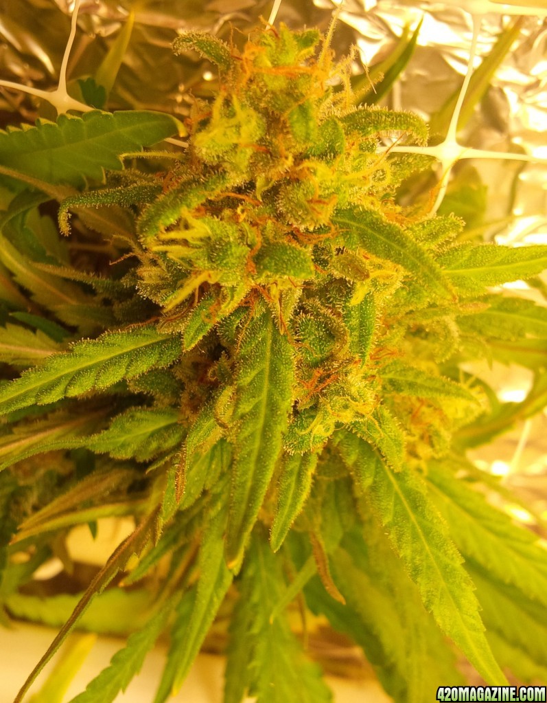 Right side major bud CBD Critical Mass end of week 7