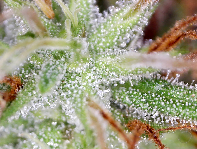 ringo_trichomes1.jpg