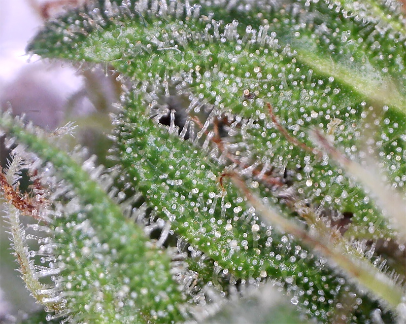 ringo_trichomes2.jpg