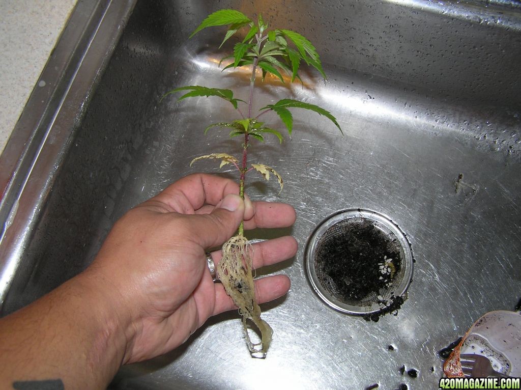 Rinsing plants to move to hydro