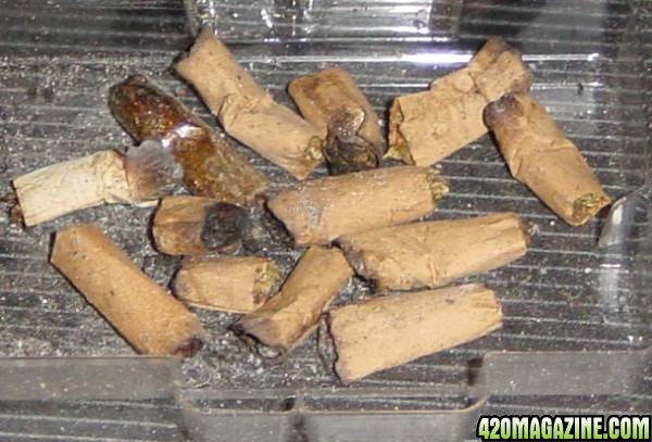 roaches