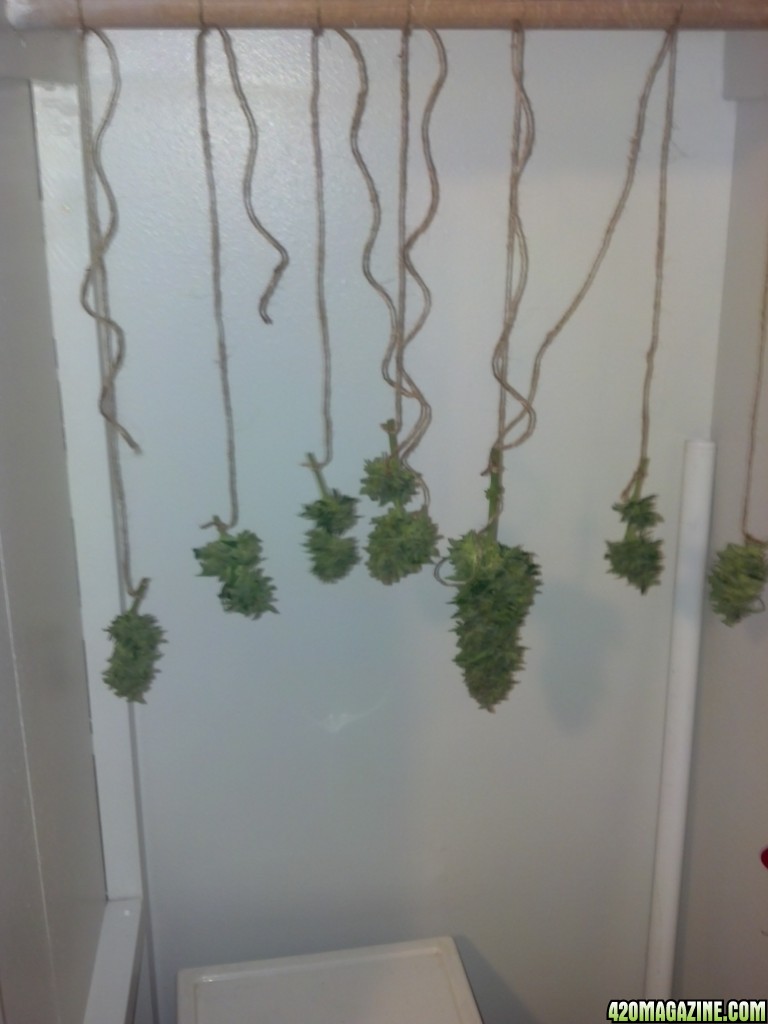 road runner day 58 harvest