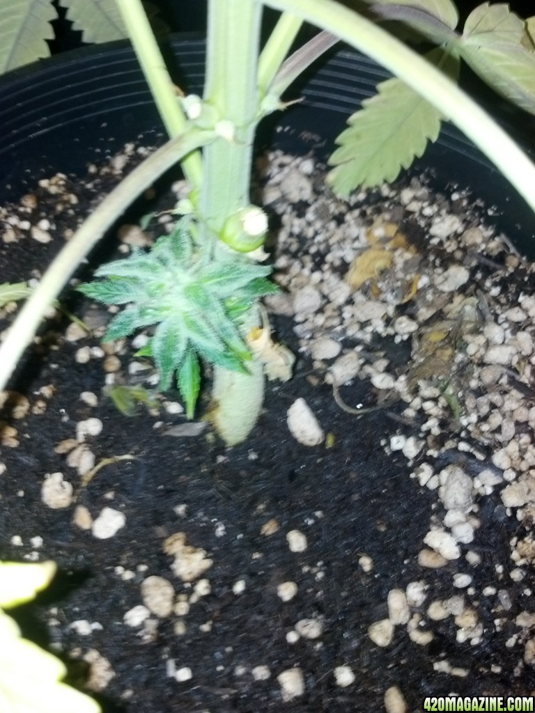 Road runner day 65 Berry Ryder 58