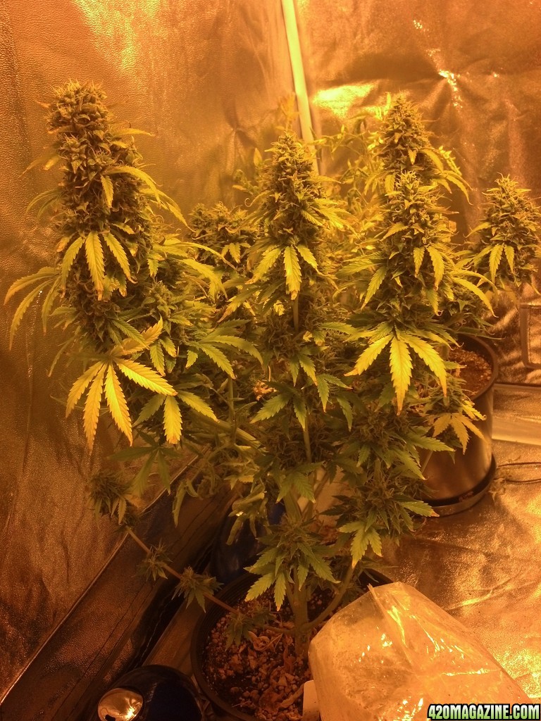 Road runner day 65 Berry Ryder 58