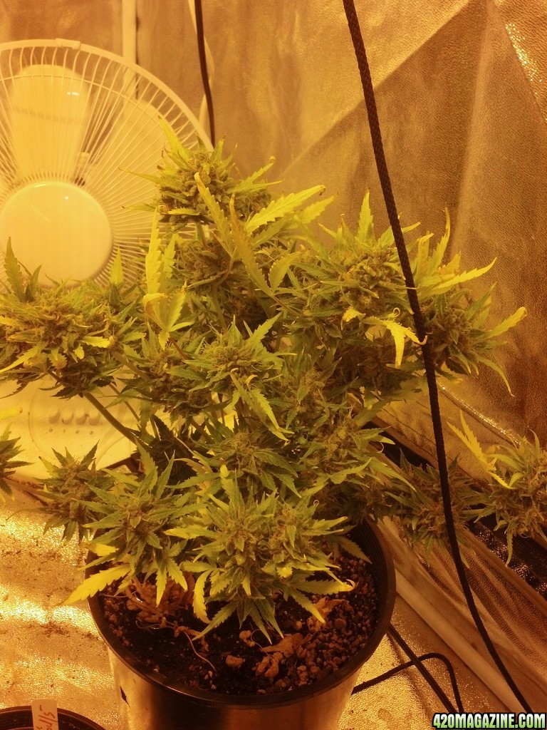 Road runner day 65 Berry Ryder 58