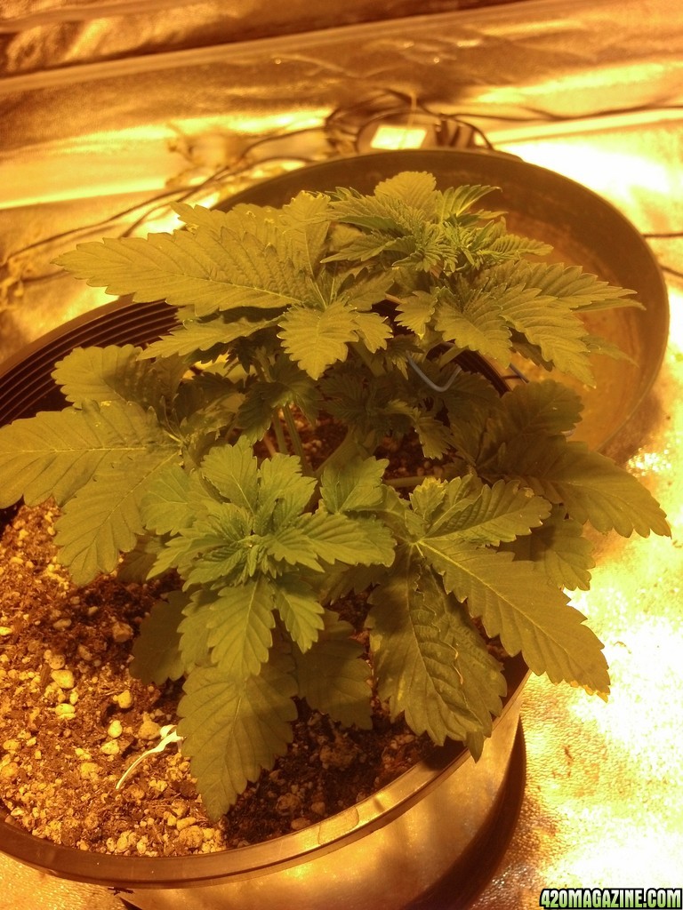 Road runner day 65 Berry Ryder 58