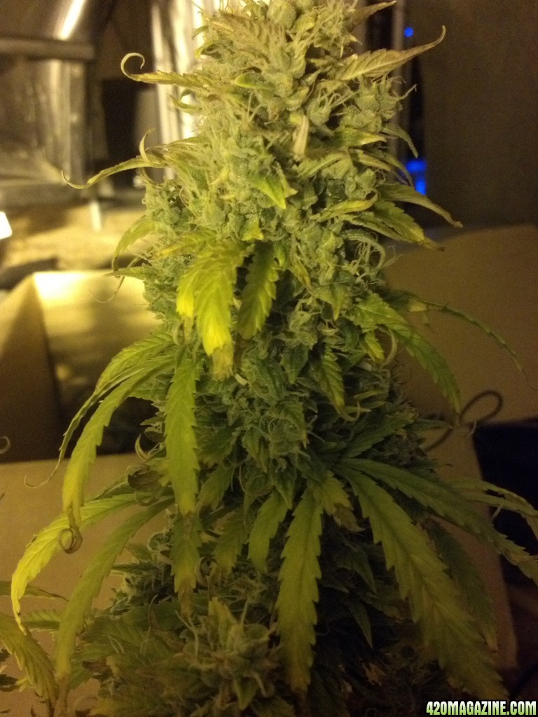 Road runner day 65 Berry Ryder 58