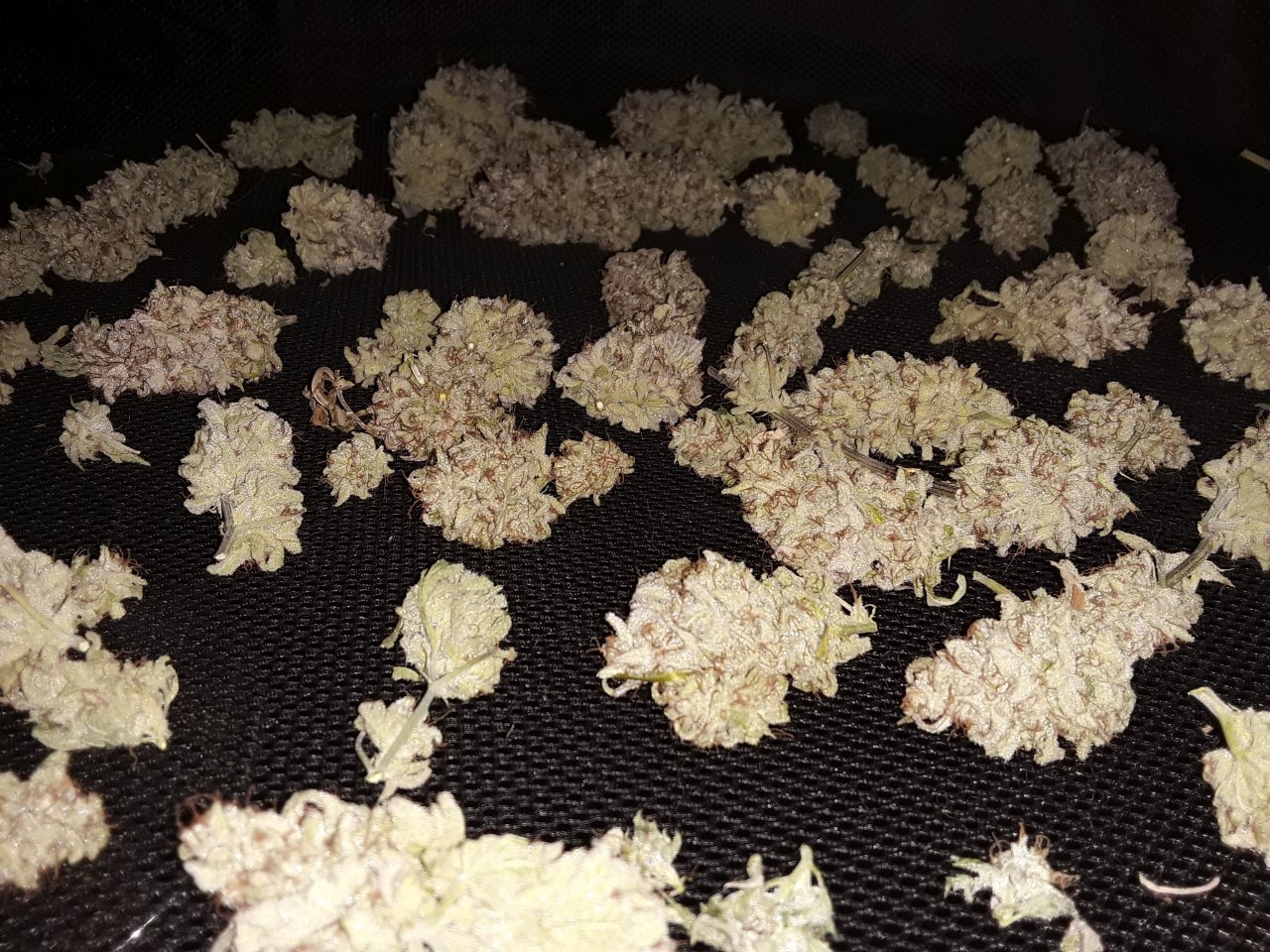 Rockstar kush drying