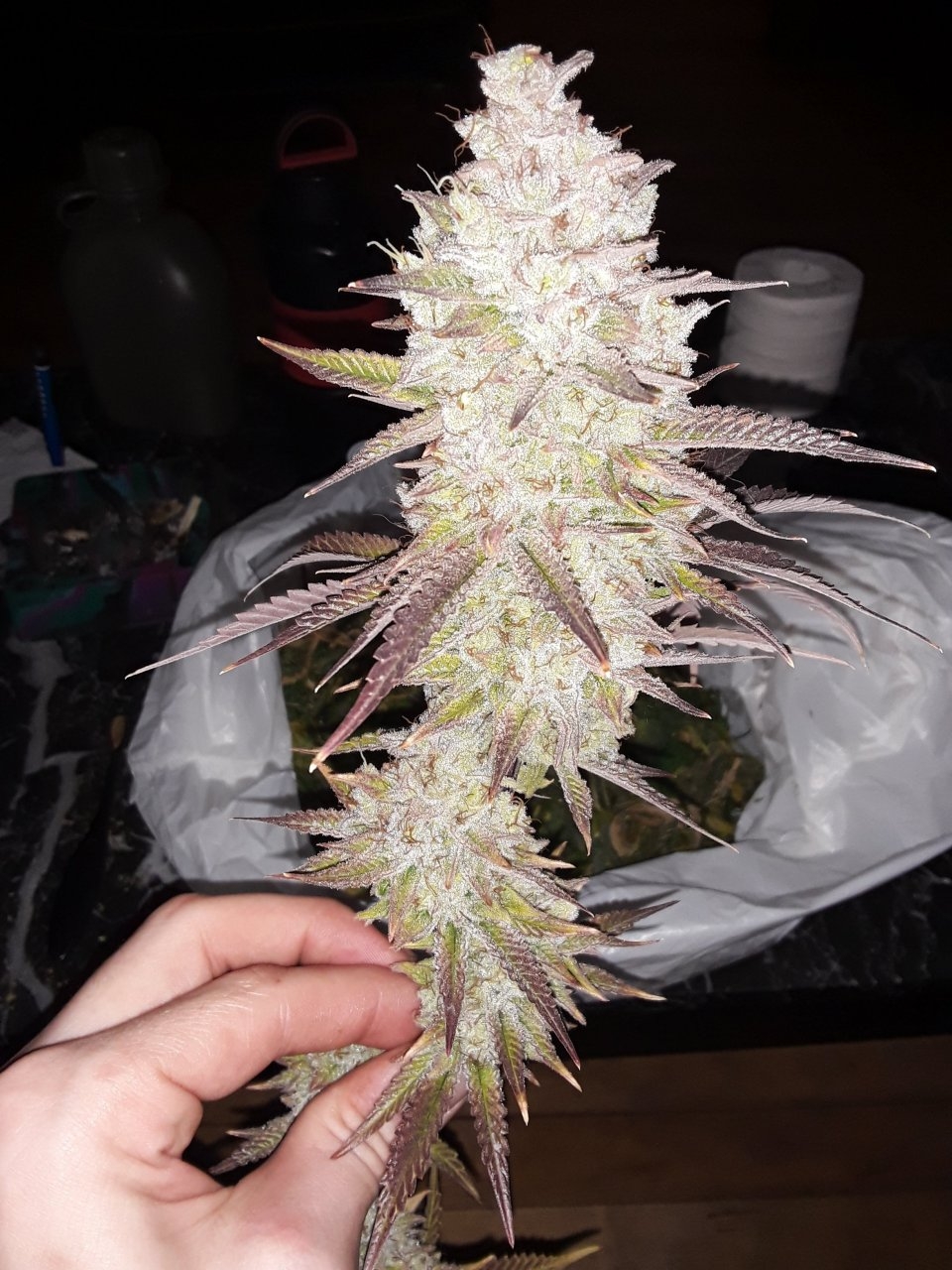 Rockstar kush