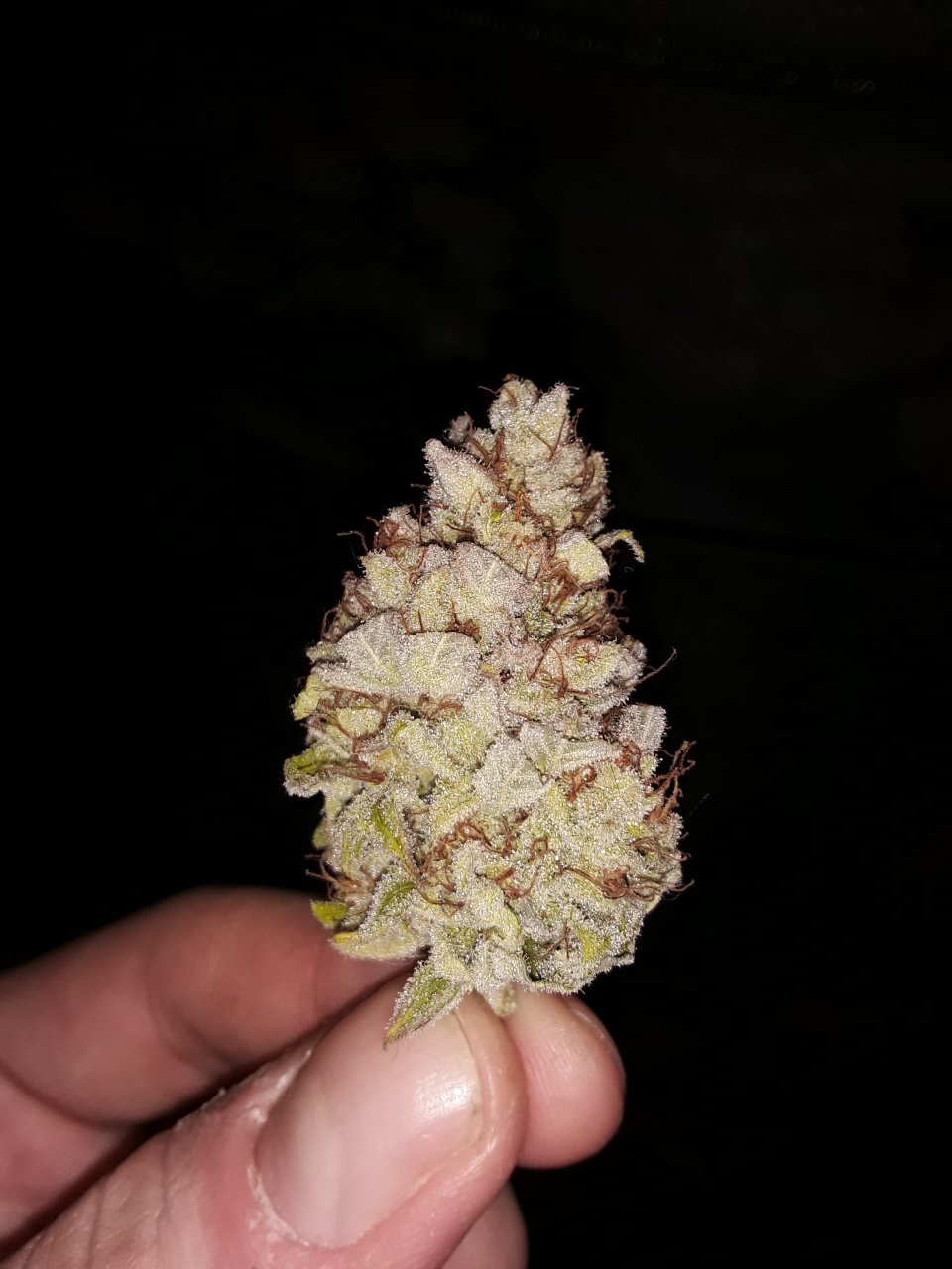 Rockstar kush