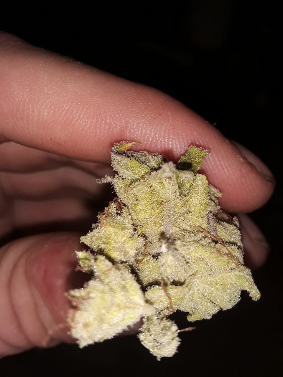 Rockstar kush