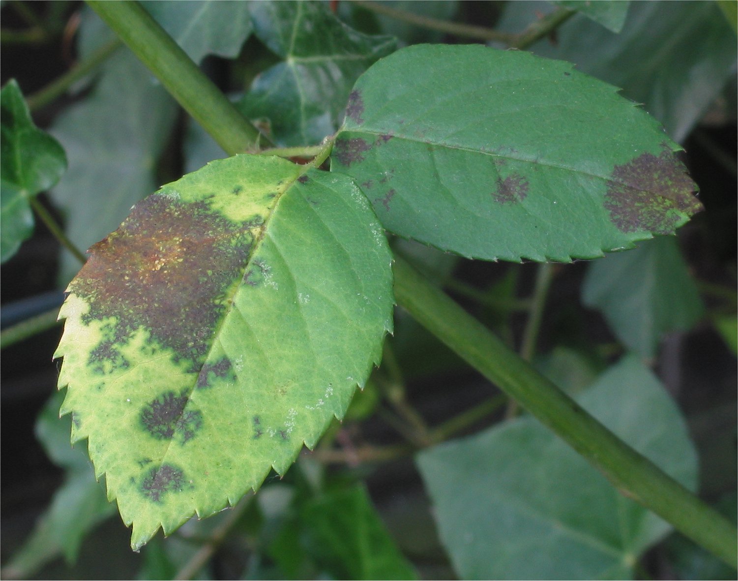 Roos_sterroetdauw_(Diplocarpon_rosae)_bij_Zéphirine_Drouin.jpg