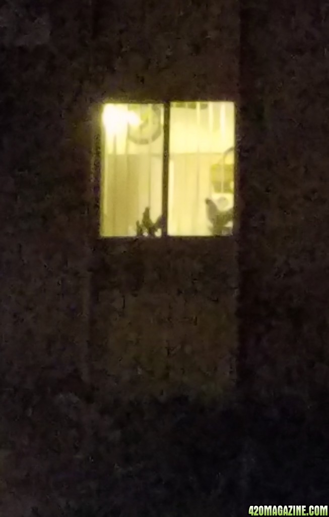 Roosters in the window