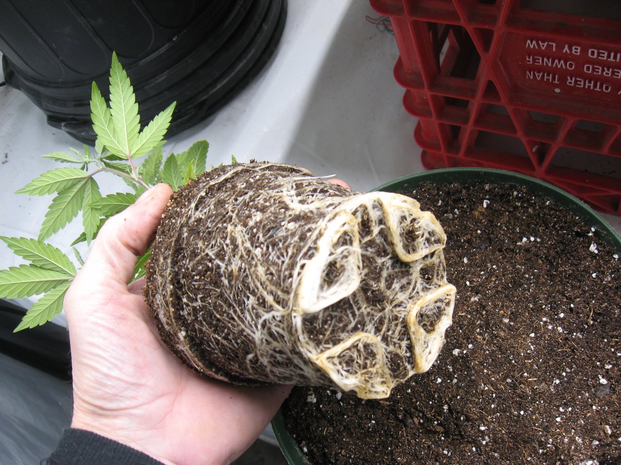 Root ball Tropicanna Banana IMG_4060.JPG