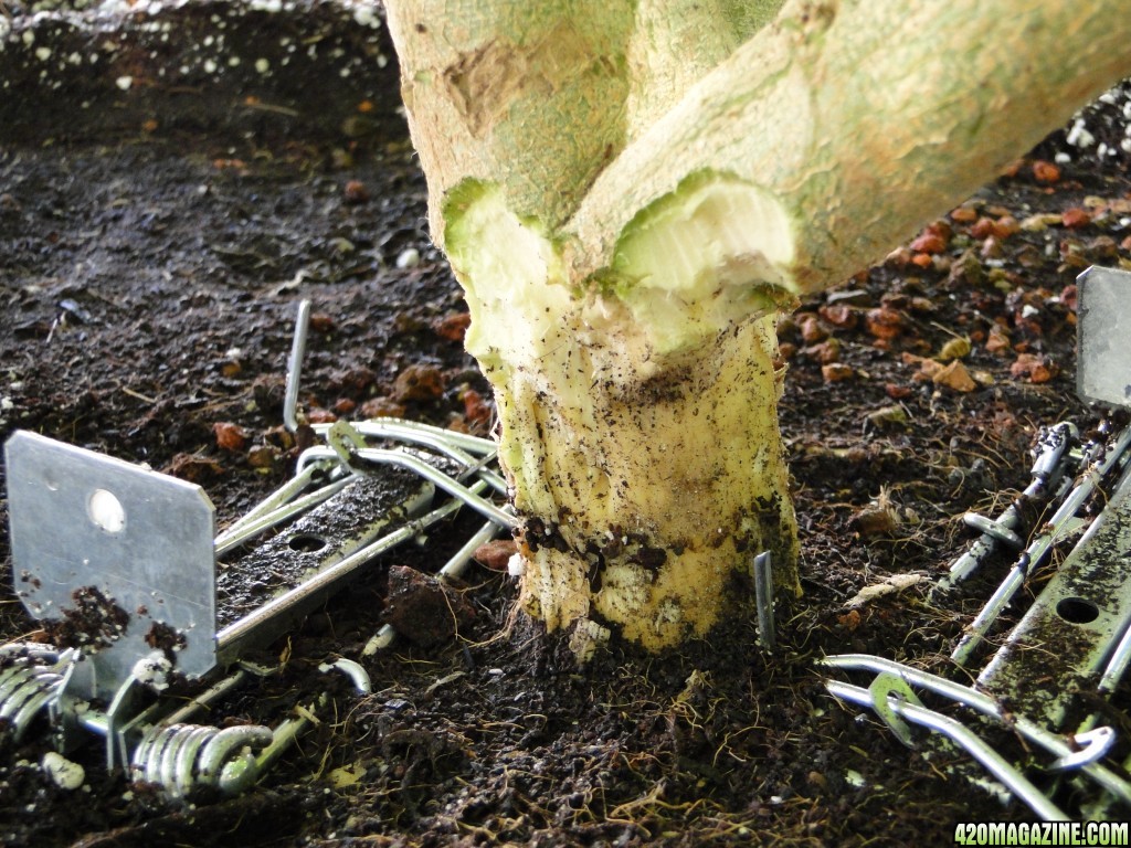 Root Damaged Jilly Bean Plant