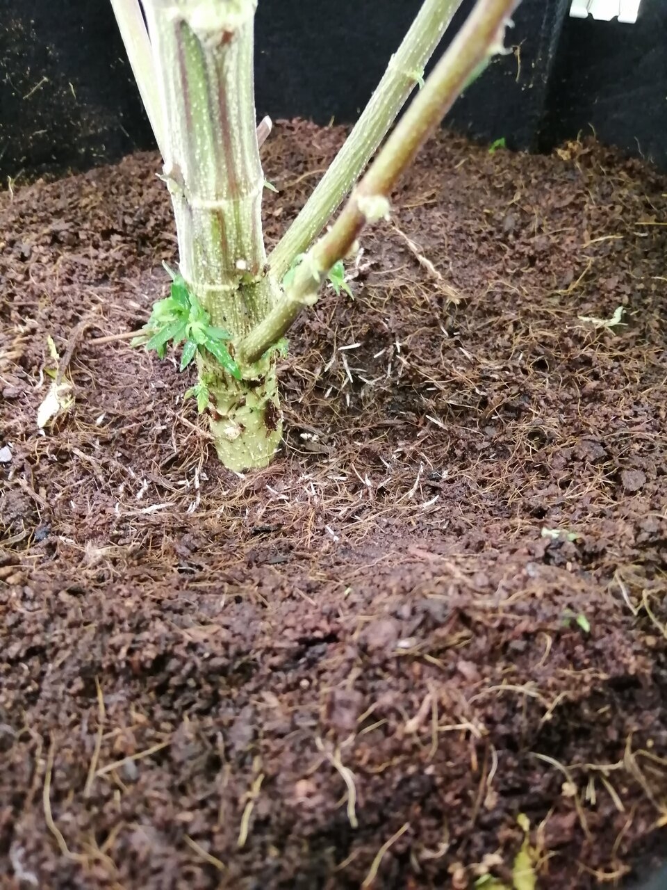 Root Growth