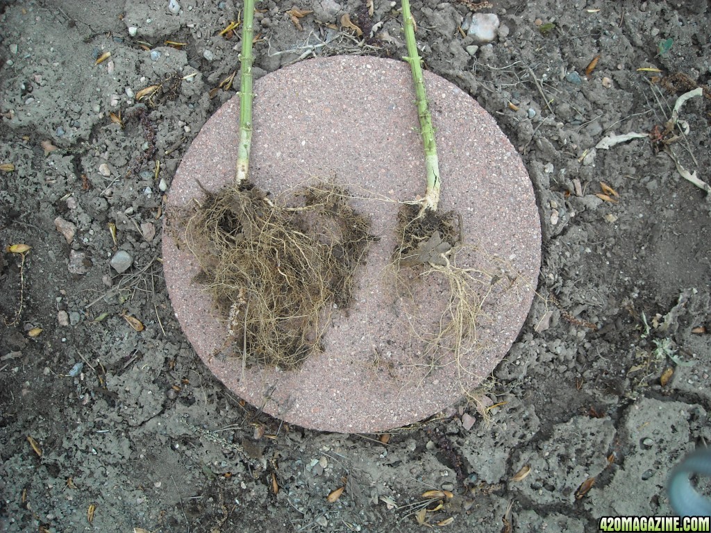 Root structures of the ladies