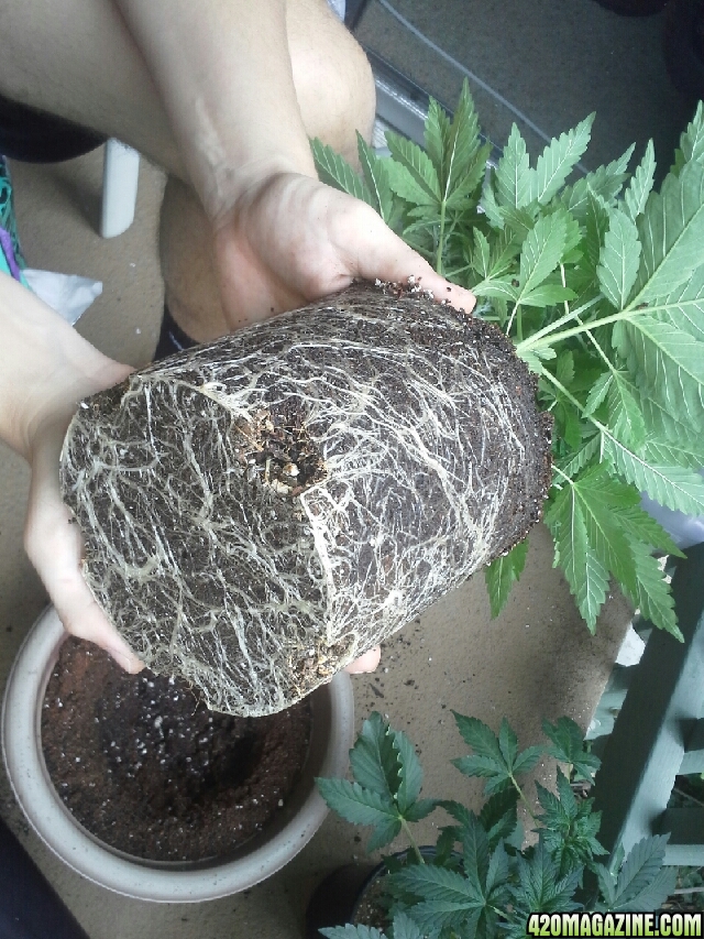 Root system of the Afghani on its way to a 3gallon pot