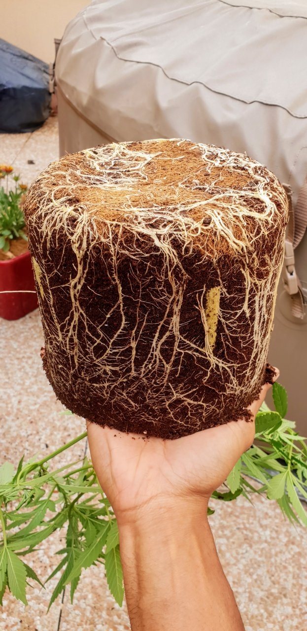 Root system