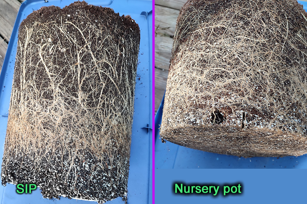 Root_ball_comparison1.jpg