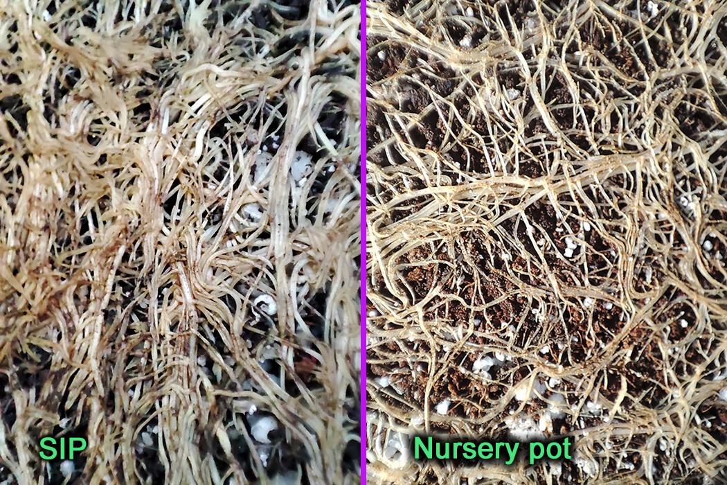 Root_closeup_comparison1.jpg