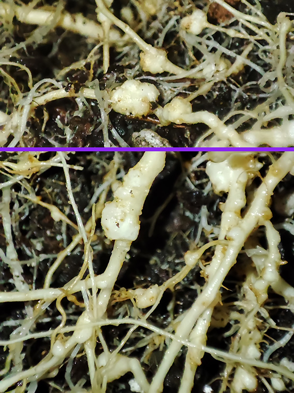 root_nodules1.jpg