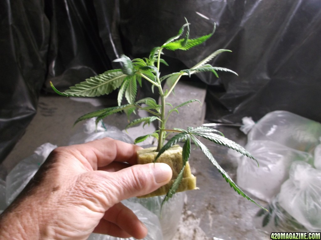 Rooted Clones