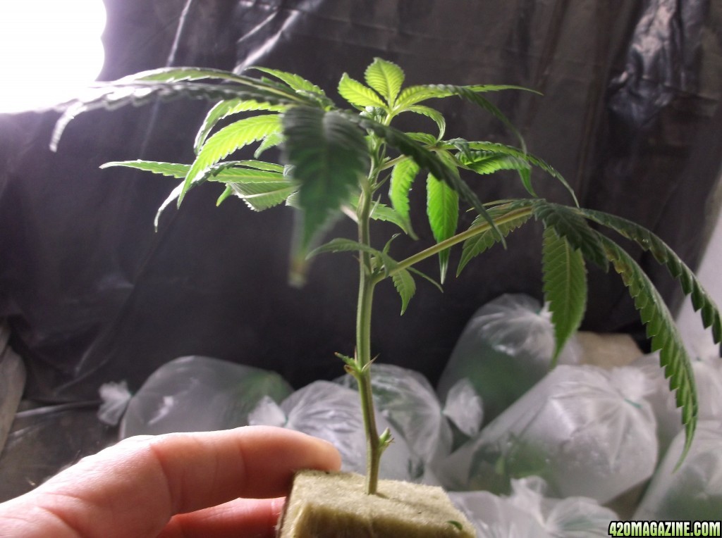 Rooted Clones