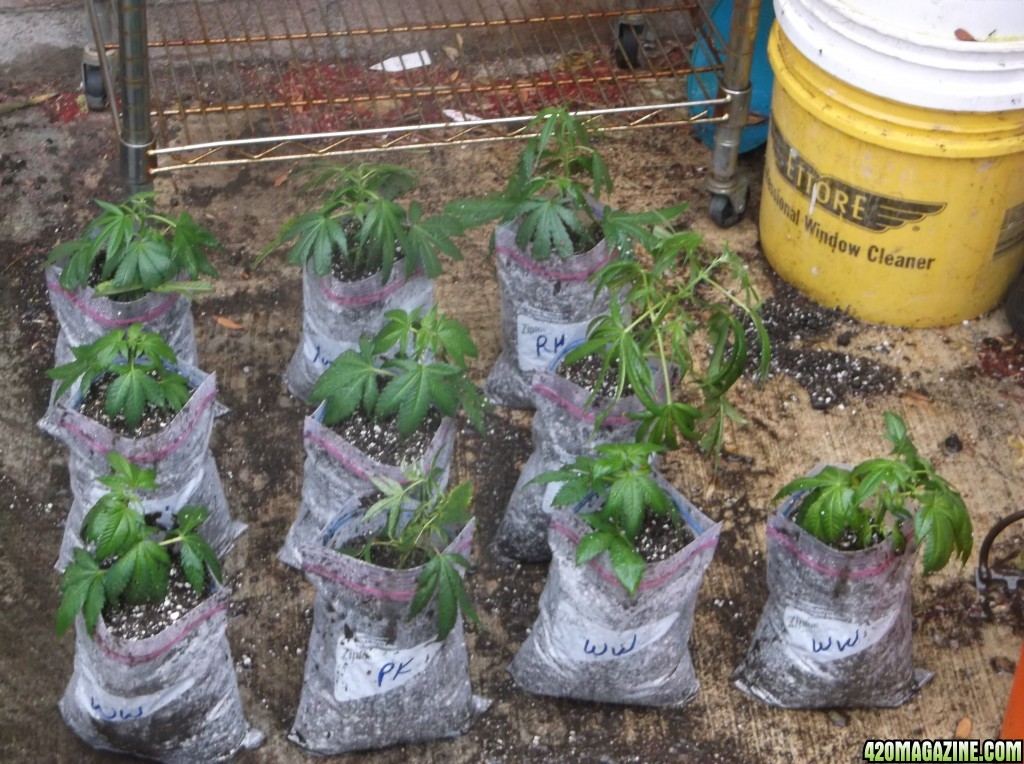 Rooted Clones