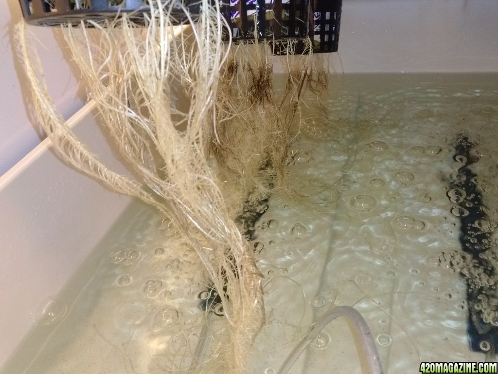 roots 1 hour after adding Super B+