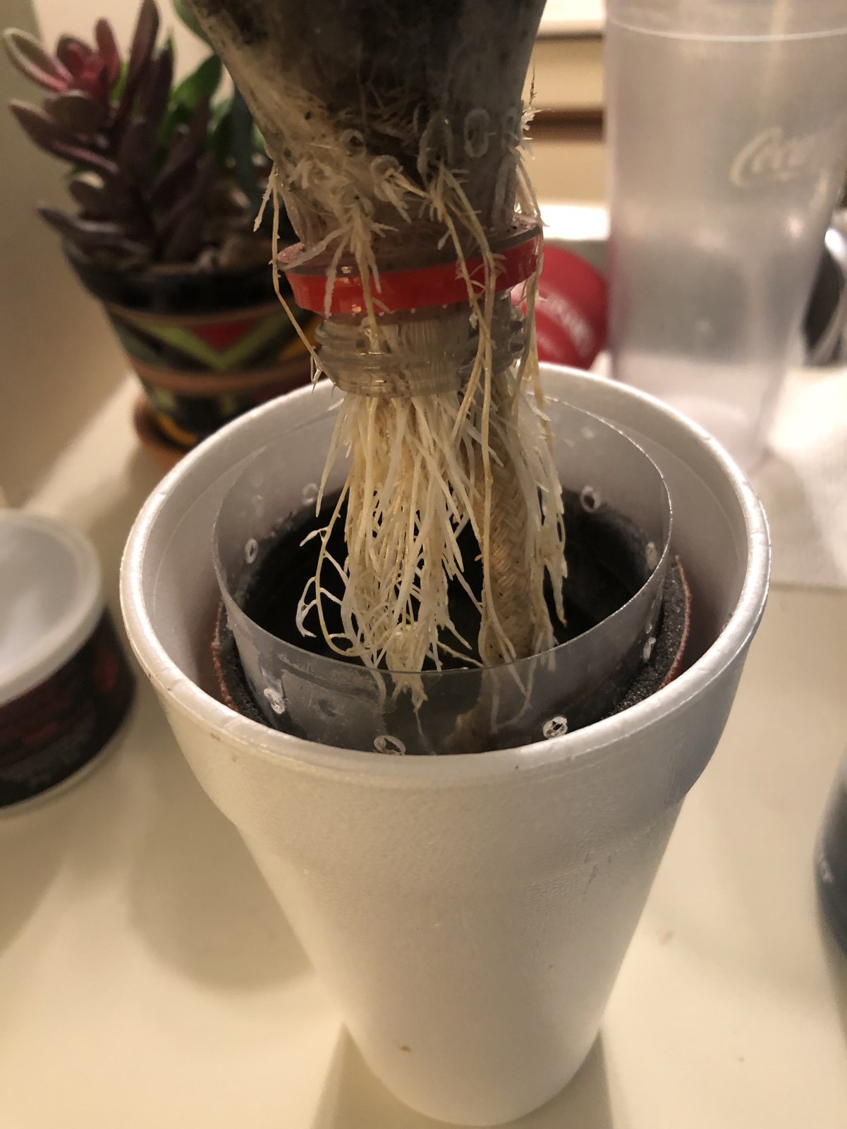 roots 1 week later.jpg