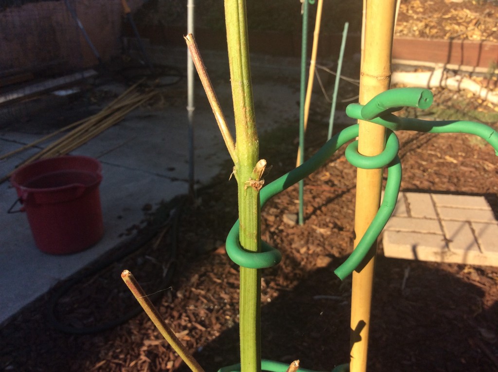 Roots and containers for autos