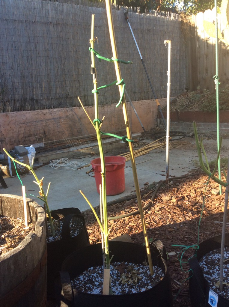 Roots and containers for autos