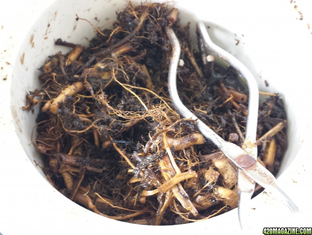 Roots and stems in the crock pot