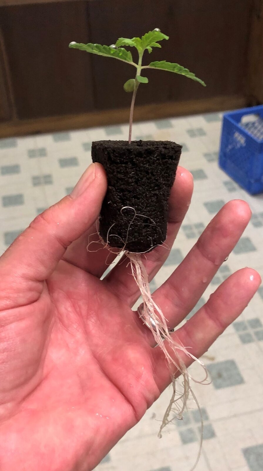 Roots at transplant M.JPG